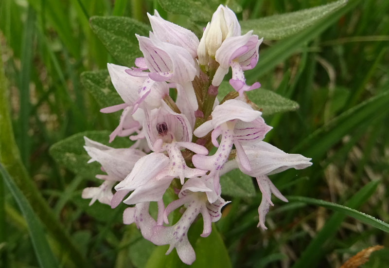 tutte Orchis militaris ?.....s !